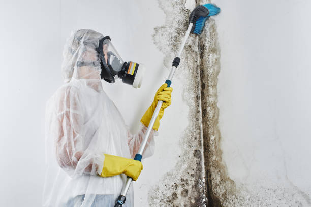 Best White Mold Remediation in Orting, WA