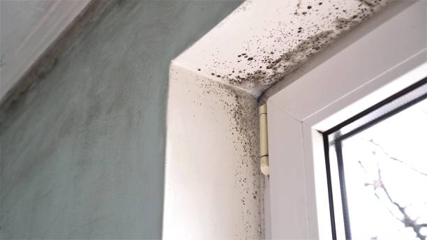 Best Commercial Mold Remediation in Orting, WA