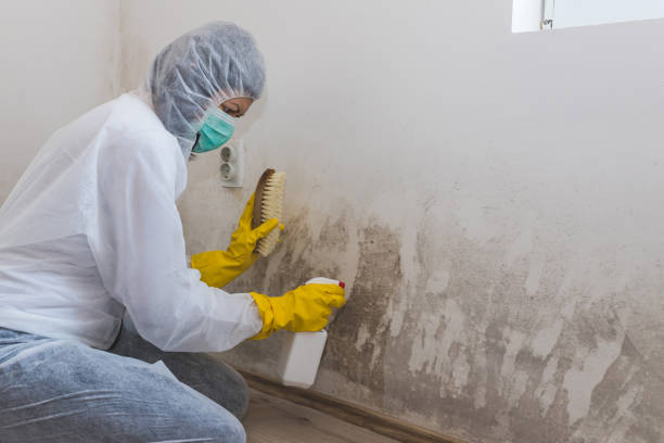 Best Mold Testing and Inspection Services in Orting, WA