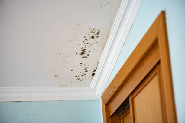 Best Bathroom Mold Remediation in Orting, WA