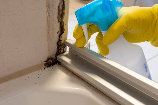 Best DIY Mold Remediation Support Services in Orting, WA