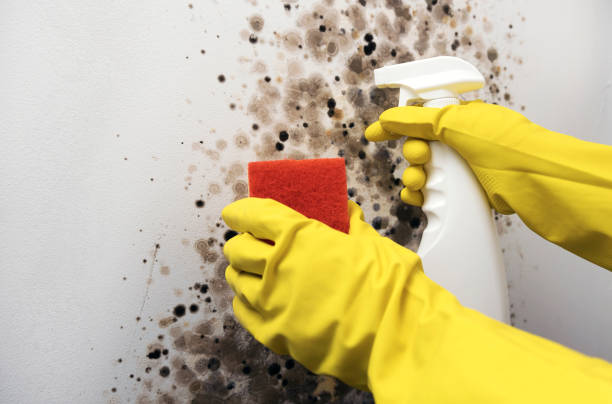 Mold Remediation for Specific Building Types