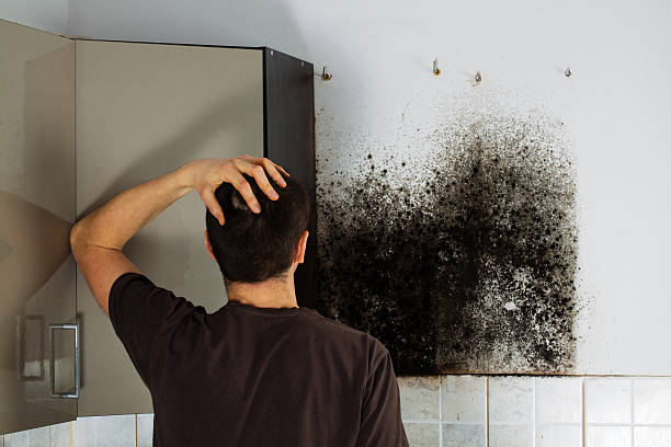 Best Residential Mold Remediation in Orting, WA