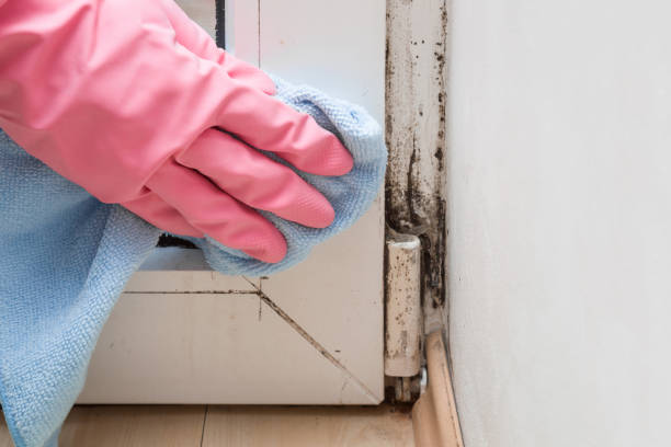 Best Basement Mold Remediation in Orting, WA