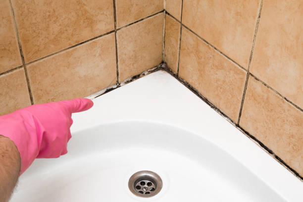 Best Post-Flood Mold Remediation in Orting, WA